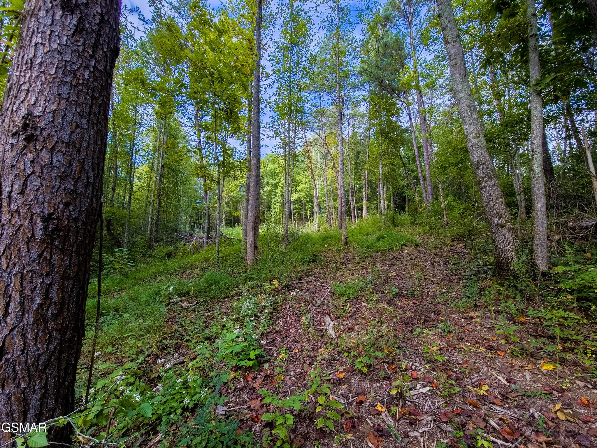 47353739 Jones Cove Road Cosby, TN 37722 - Photo 7 of 12