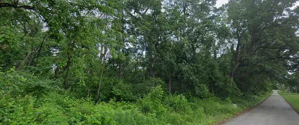 a view of a lush green forest