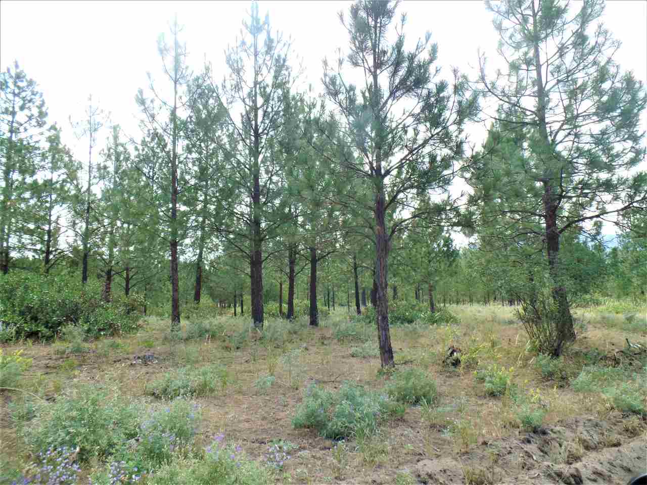 Lot 109 Old Kettle Road Kettle Falls, WA 99141 - Photo 12 of 13 Gallery Image 12