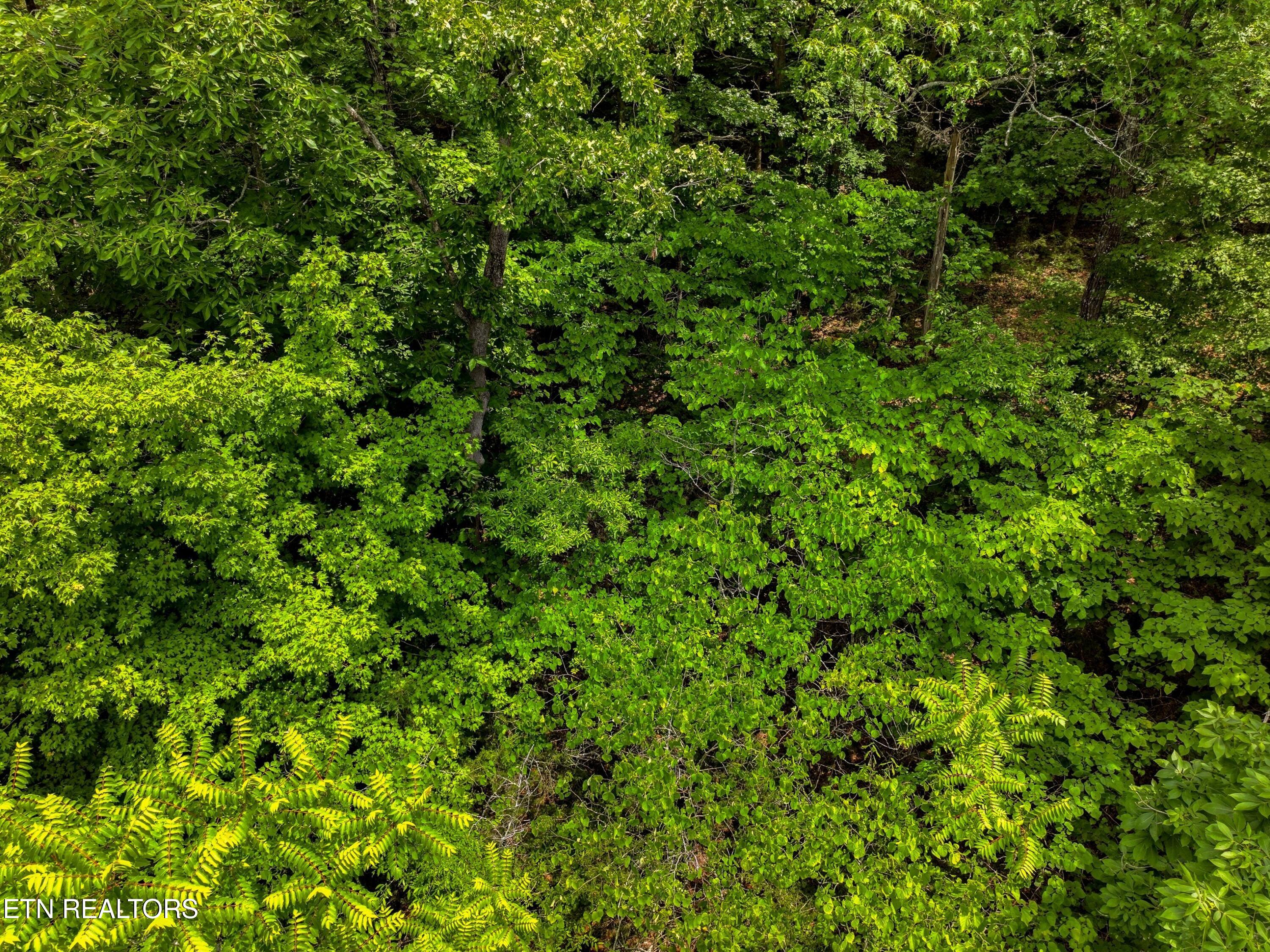 Lot 110 Eagles Ridge Tazewell, TN 37879 - Photo 9 of 17 009-EaglesRidge-Tazewell-TN-37879-SMALL