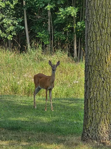 $149,900 | 1113 Euclid Avenue, Alma, MI 48801