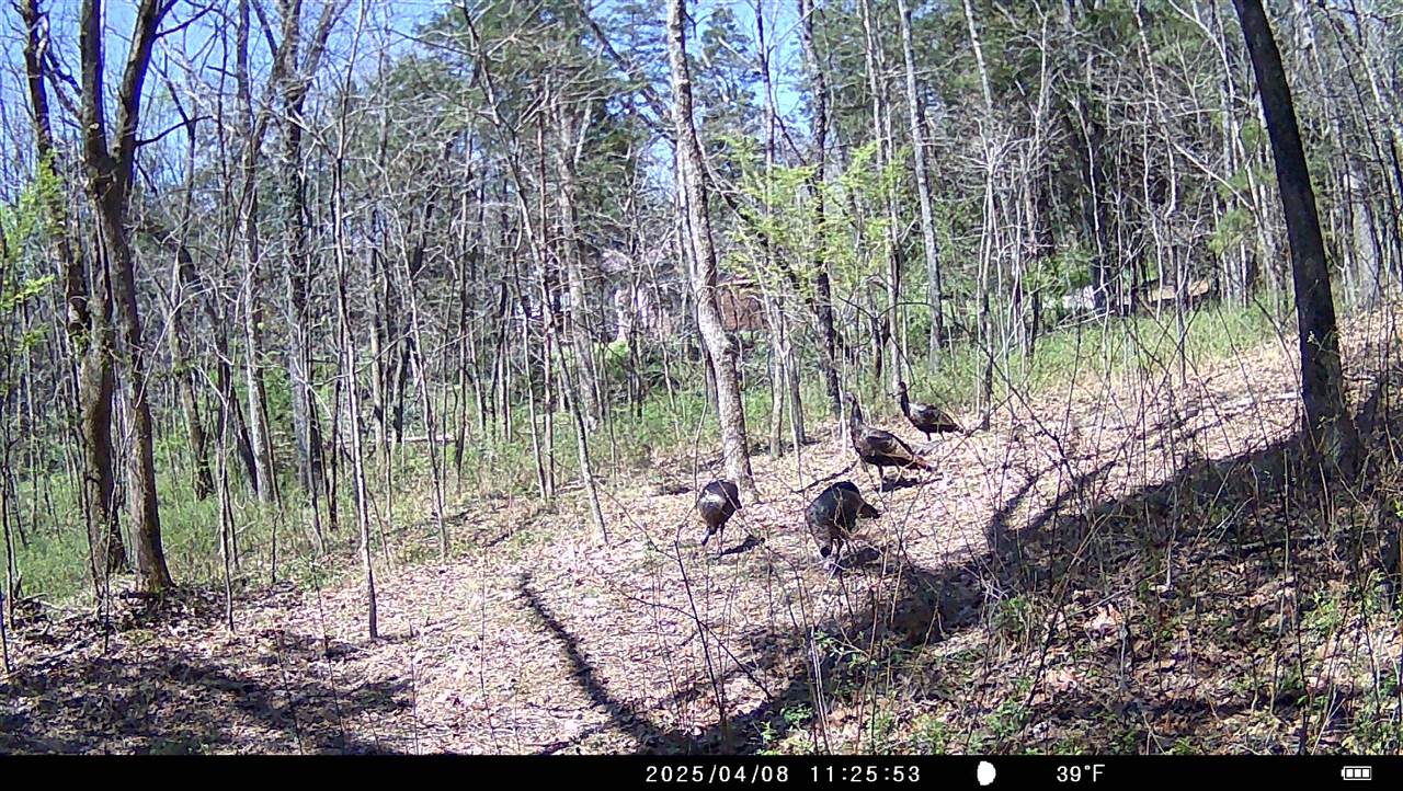 302 Curd Road Cave City, KY 42127 - Photo 46 of 48 Gallery Image 46