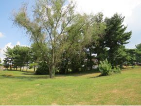111 Blazerview Road Gray, TN 37615 - Photo 18 of 18 Pretty backyard