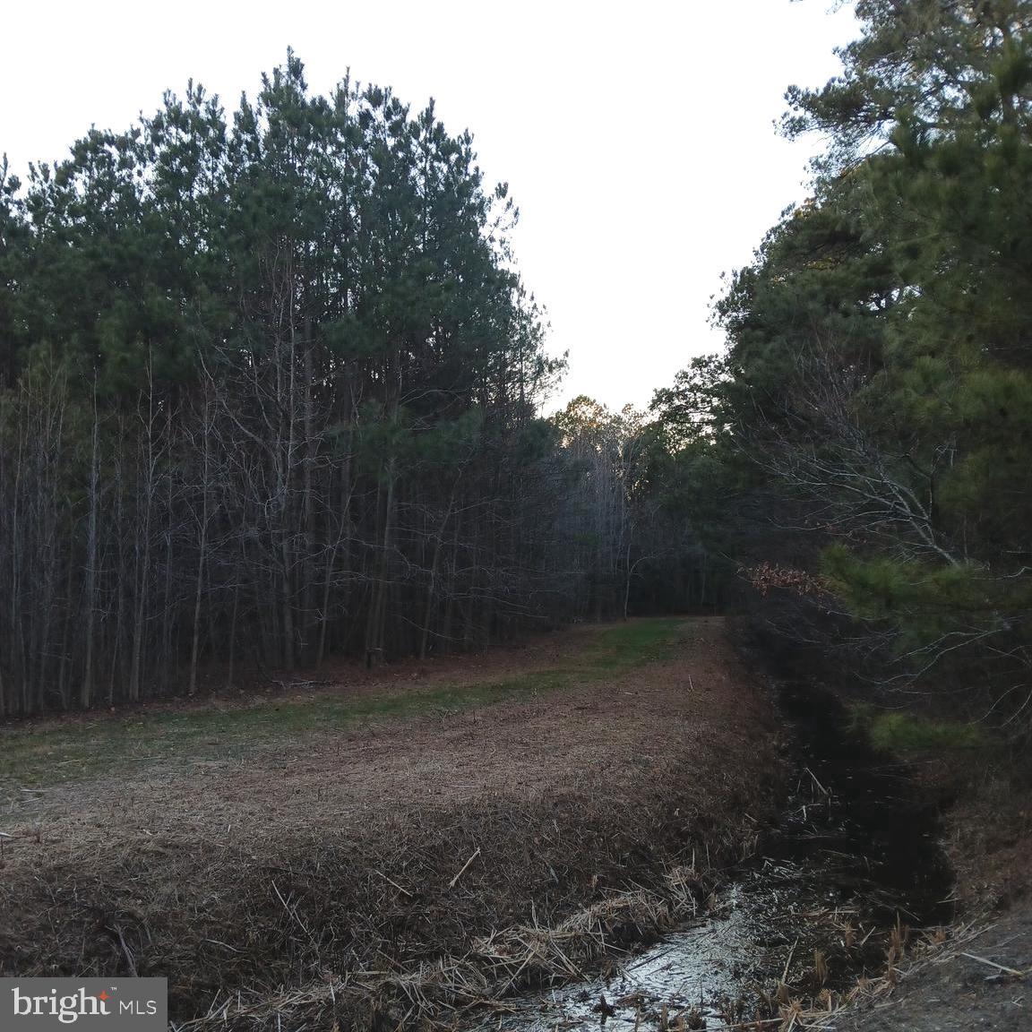 a view of a yard with trees