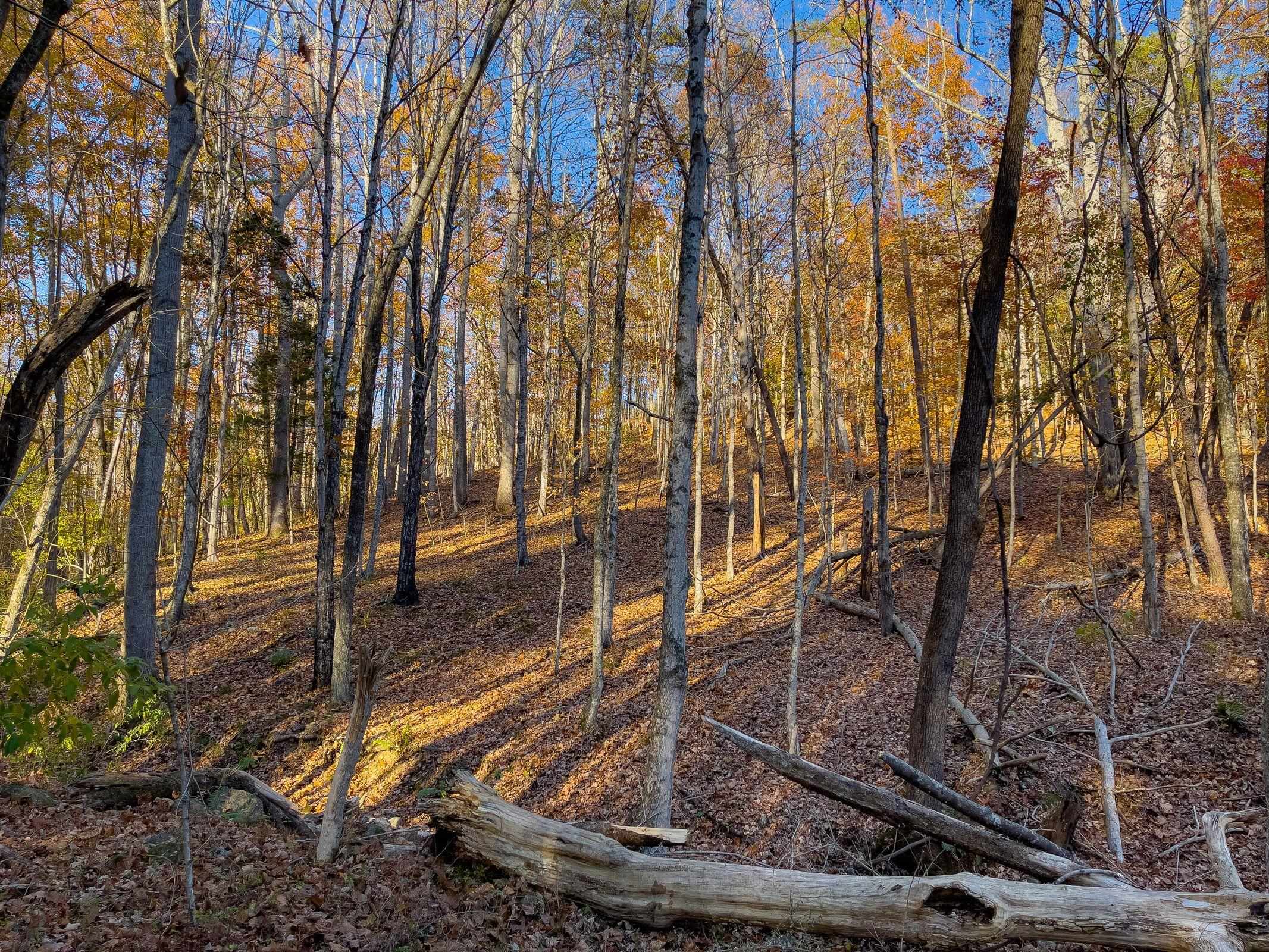 Tbd Jacktown Road Goshen, VA 24439 - Photo 8 of 9 Gallery Image 8
