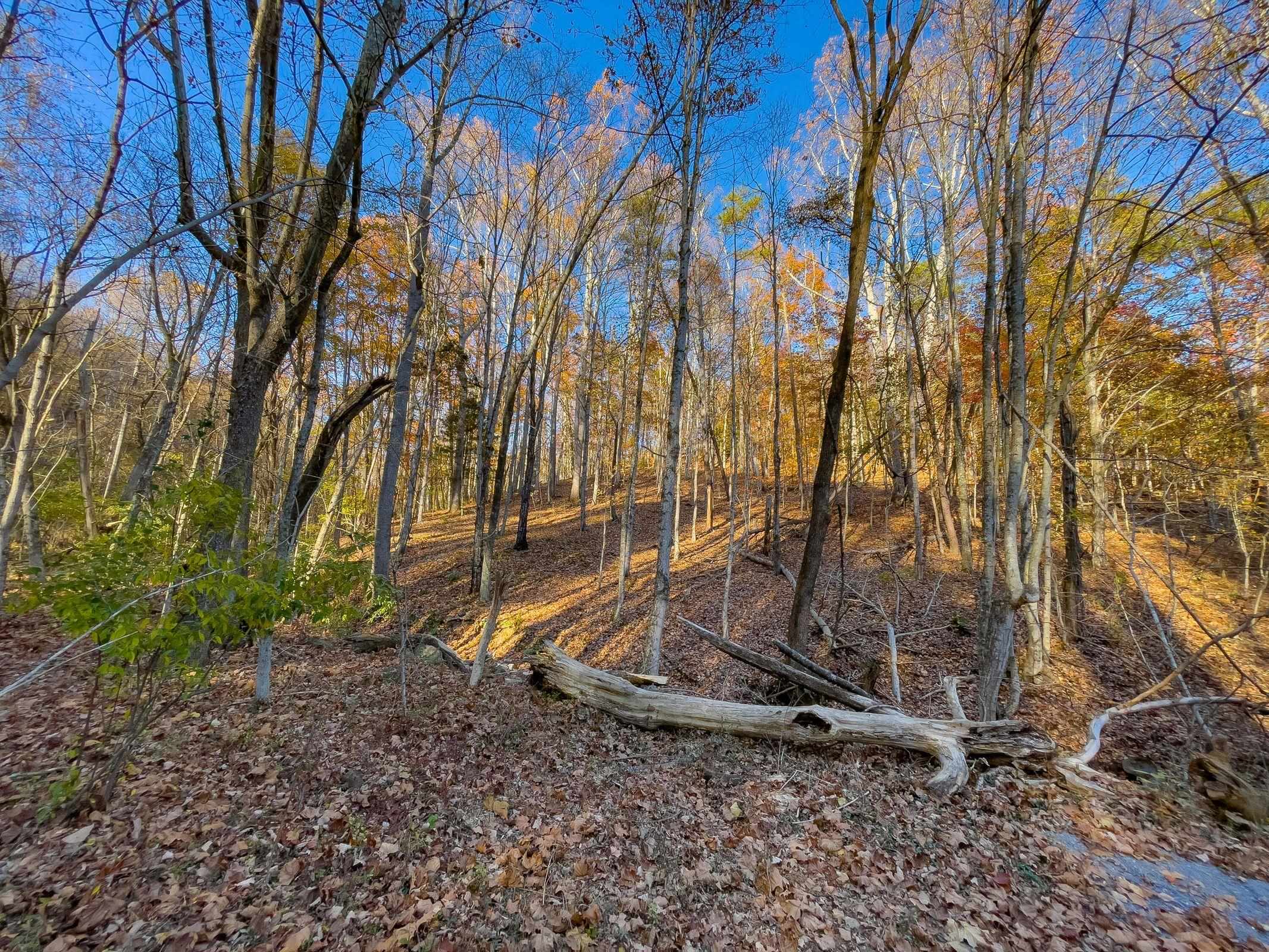 Tbd Jacktown Road Goshen, VA 24439 - Photo 9 of 9 Gallery Image 9