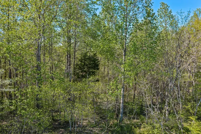 a view of a forest with a tree