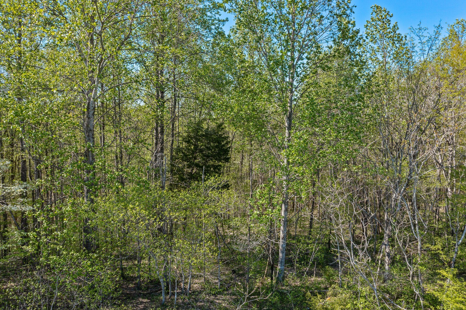 5522 Parker Branch Road Franklin, TN 37064 - Photo 7 of 19