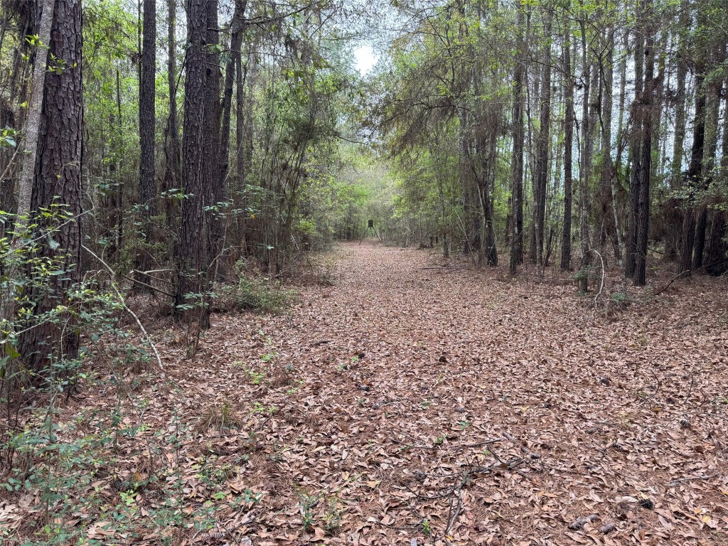 10586 Holland Road Kountze, TX 77625 - Photo 11 of 20 a view of a forest with trees in the background