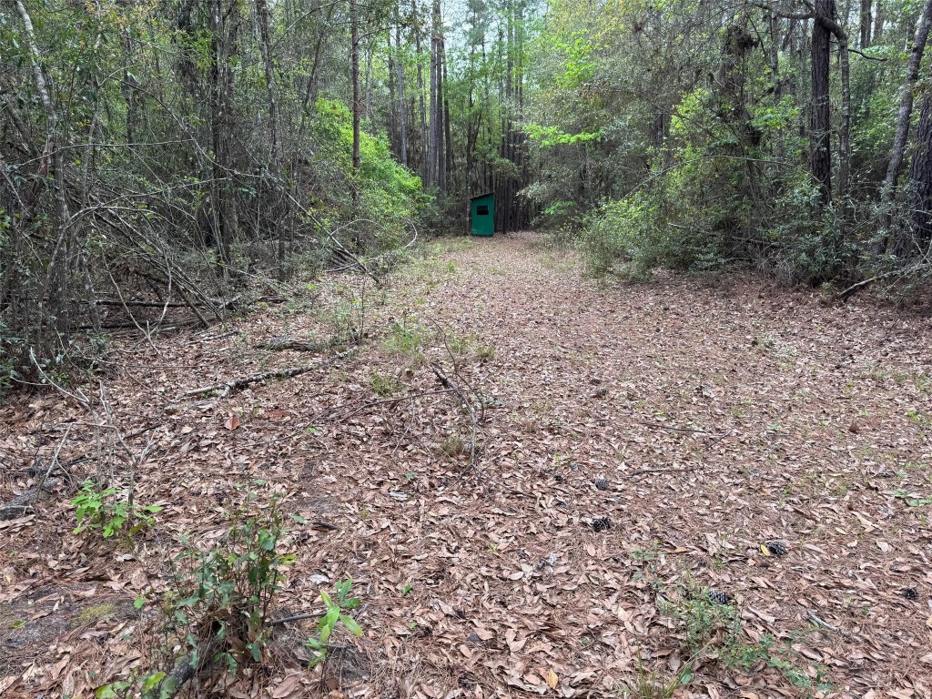 10586 Holland Road Kountze, TX 77625 - Photo 13 of 20 a view of a forest with trees in the background