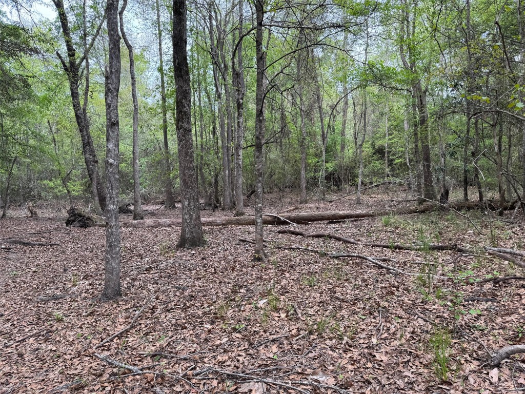 10586 Holland Road Kountze, TX 77625 - Photo 14 of 20 a view of a forest with trees in the background