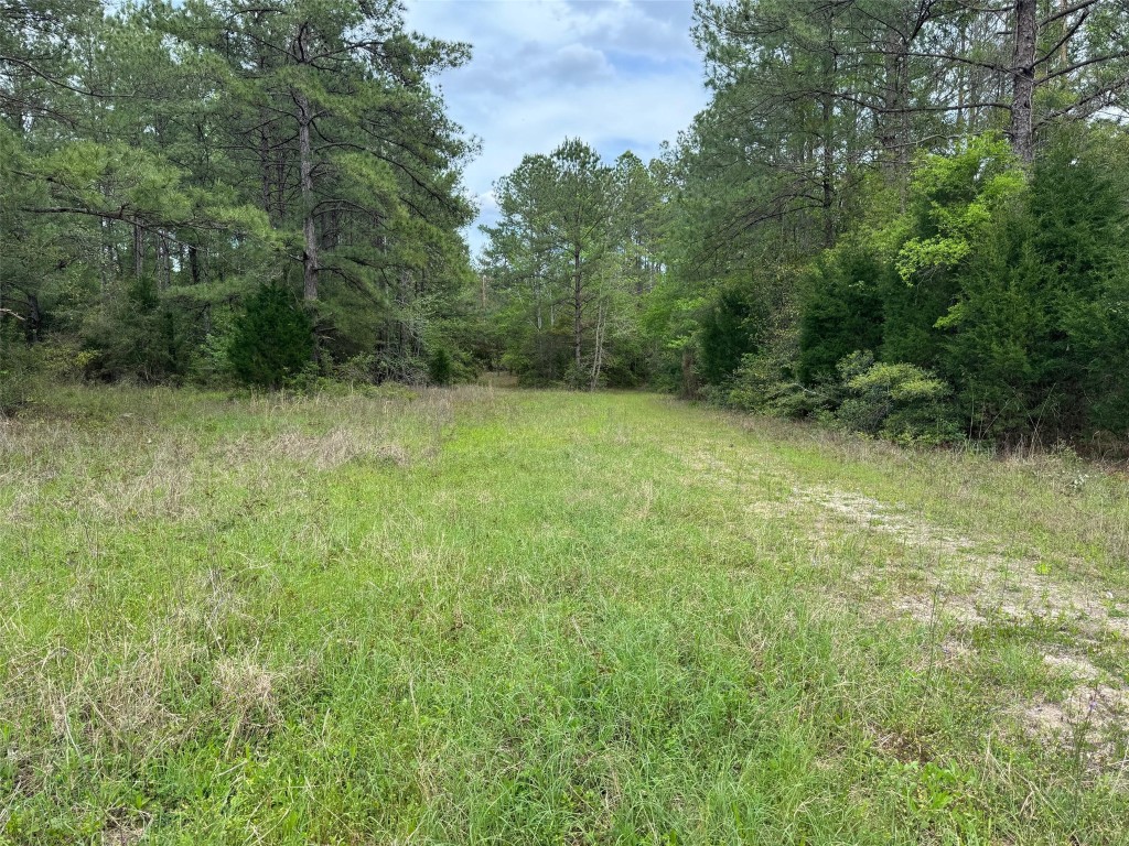 10586 Holland Road Kountze, TX 77625 - Photo 15 of 20 a view of a yard with a tree