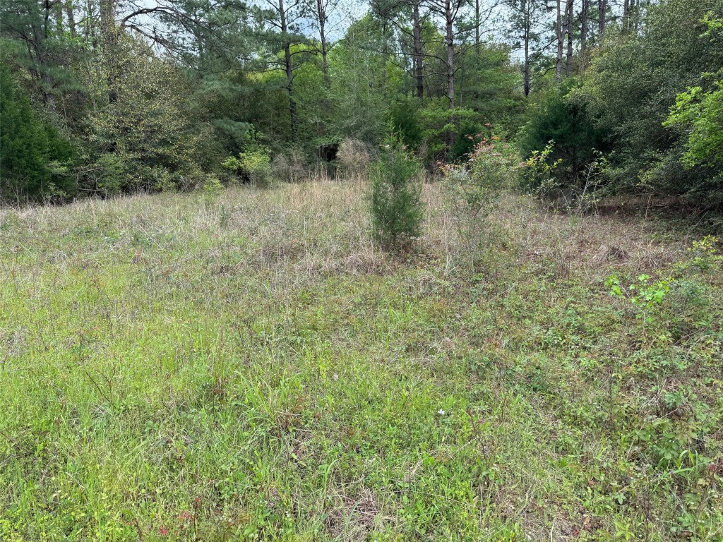 10586 Holland Road Kountze, TX 77625 - Photo 16 of 20 a view of a yard with a tree