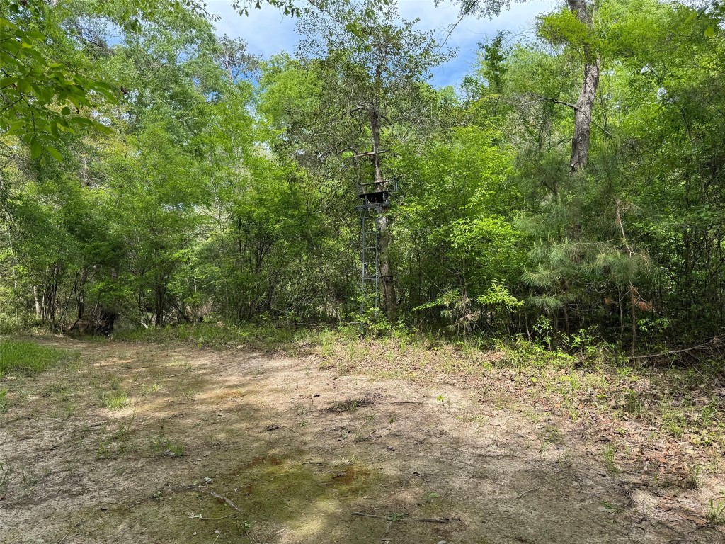 10586 Holland Road Kountze, TX 77625 - Photo 17 of 20 a view of a yard with a tree