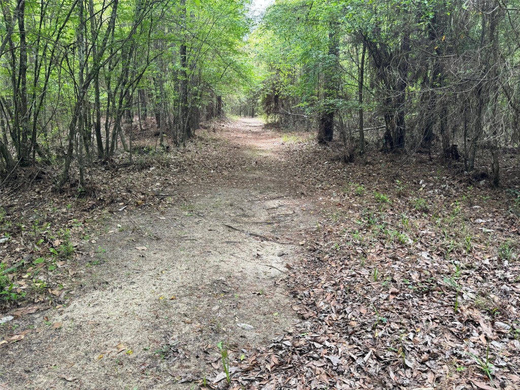 10586 Holland Road Kountze, TX 77625 - Photo 9 of 20 a view of a forest with trees in the background