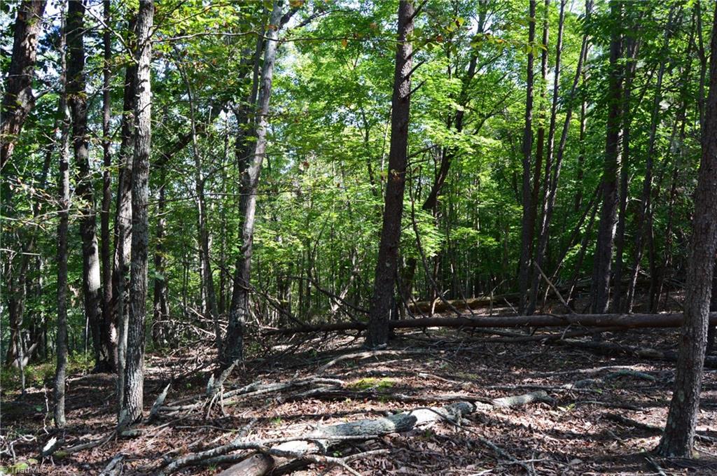 1 Hanging Rock Forest Road, Unit TRACT D (14AC) Danbury, NC 27016 - Photo 12 of 24