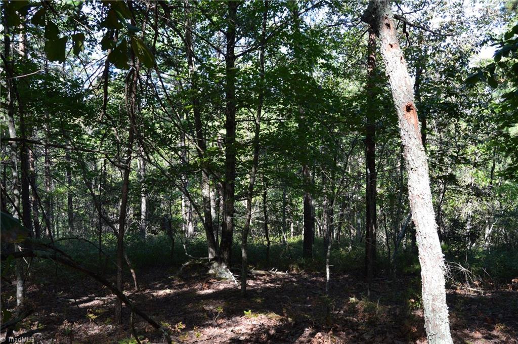 1 Hanging Rock Forest Road, Unit TRACT D (14AC) Danbury, NC 27016 - Photo 13 of 24