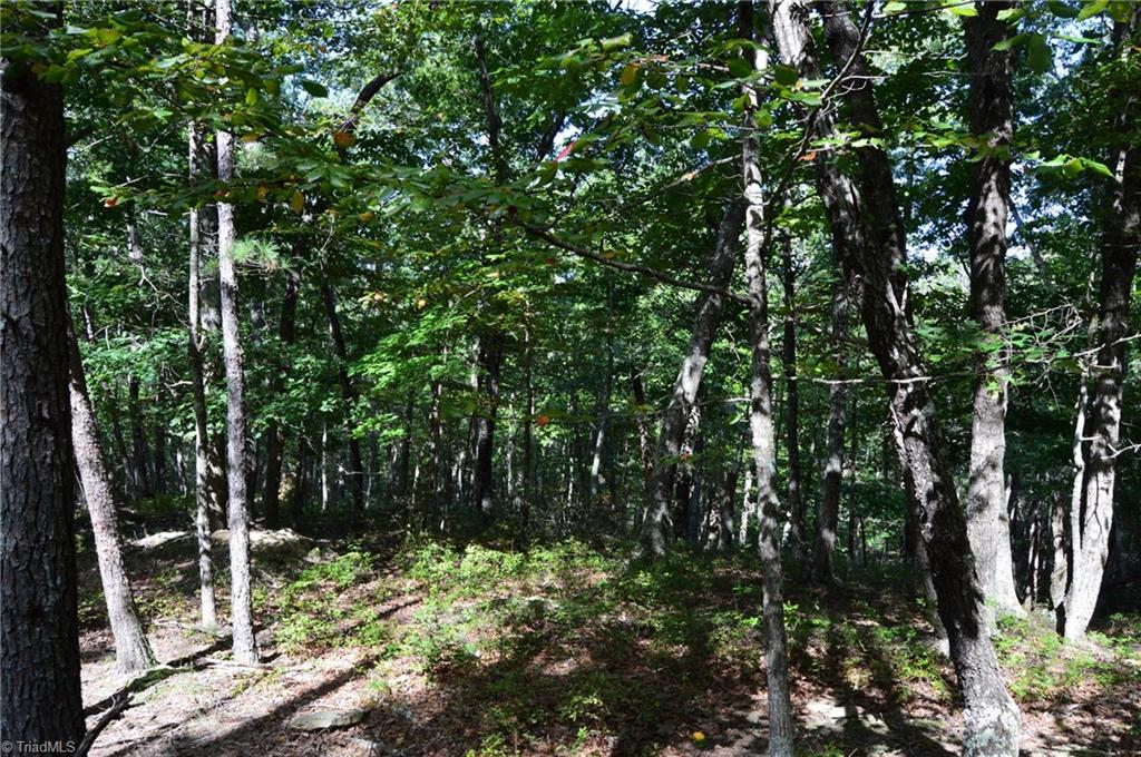 1 Hanging Rock Forest Road, Unit TRACT D (14AC) Danbury, NC 27016 - Photo 6 of 24