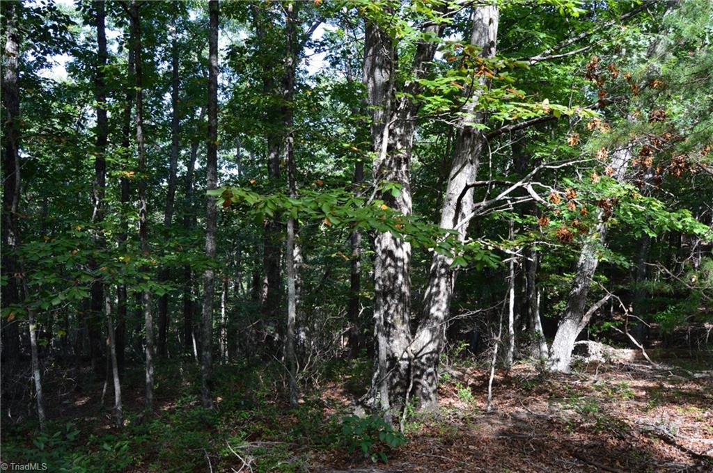 1 Hanging Rock Forest Road, Unit TRACT D (14AC) Danbury, NC 27016 - Photo 7 of 24