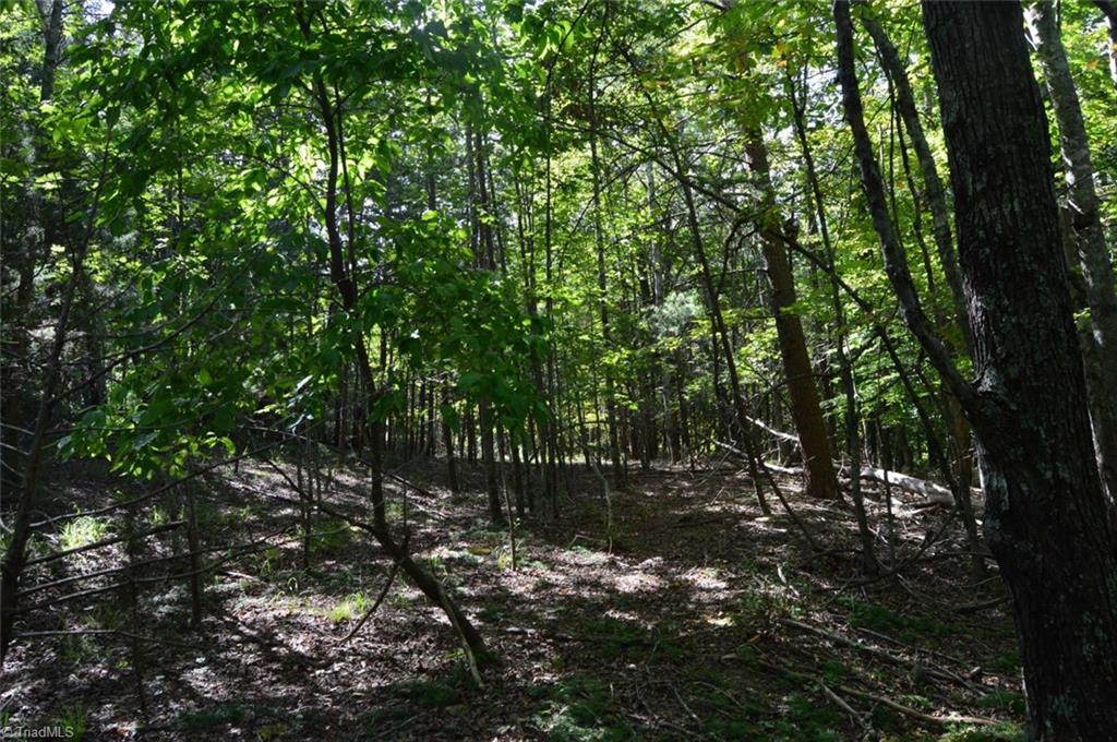 1 Hanging Rock Forest Road, Unit TRACT D (14AC) Danbury, NC 27016 - Photo 8 of 24