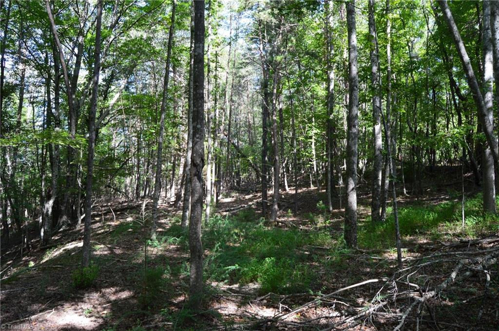 1 Hanging Rock Forest Road, Unit TRACT D (14AC) Danbury, NC 27016 - Photo 9 of 24