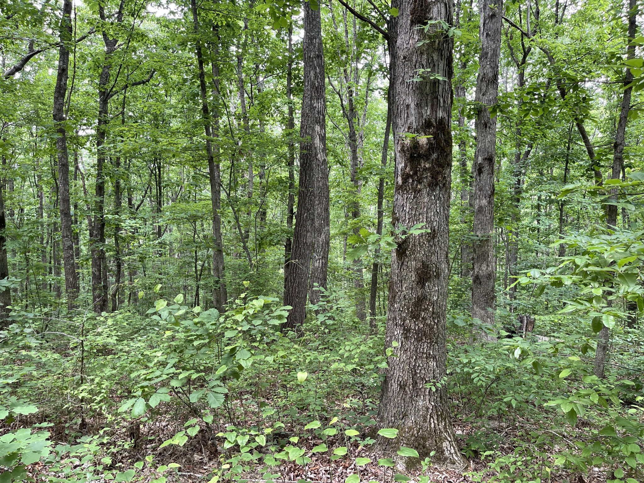 328 James Turner Road Tracy City, TN 37387 - Photo 13 of 16