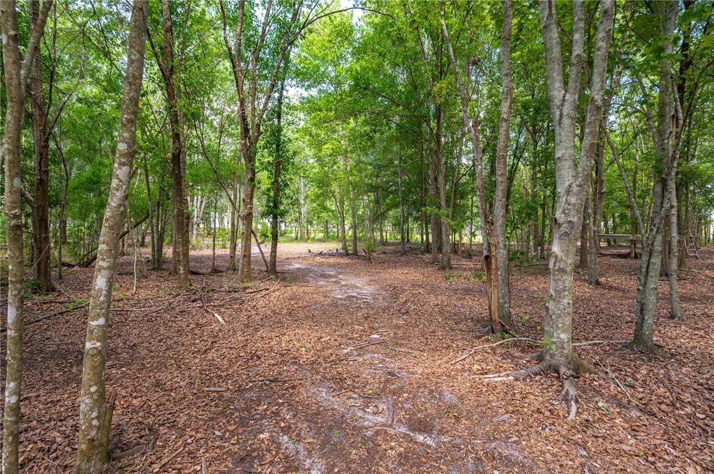 15079 Brahma Road Polk City, FL 33868 - Photo 38 of 40 a view of outdoor space with trees