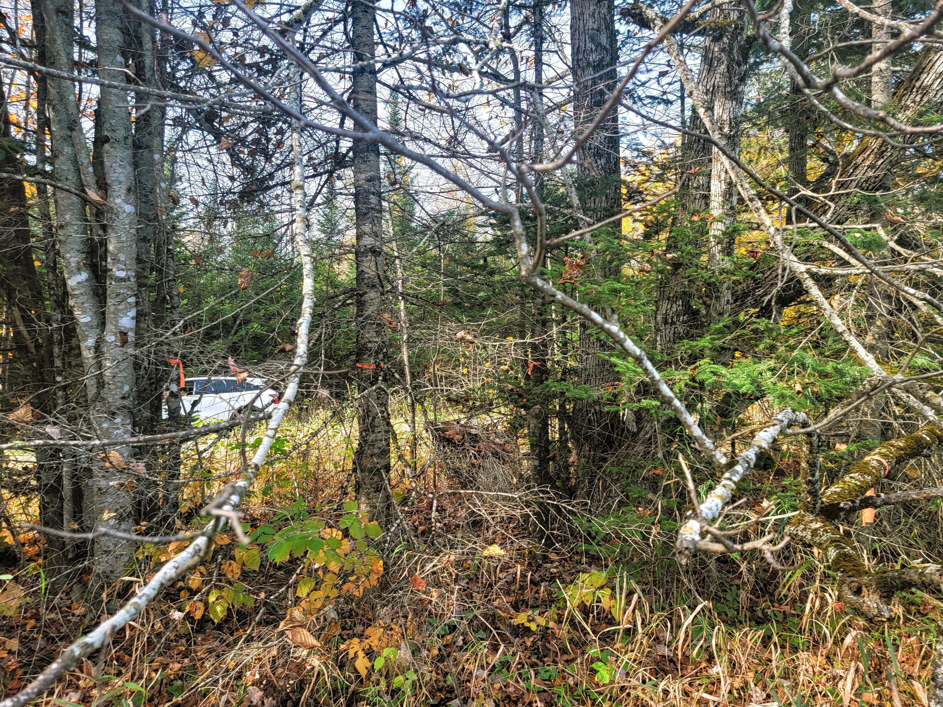 Lot 8 Harris Road Charleston, ME 04422 - Photo 7 of 11 20221017_121551