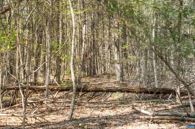 a view of a yard with large trees