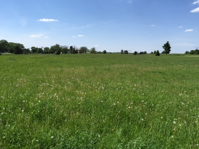 8709 Prairie Field Drive Union, IL 60180 - Photo 2 of 9 a view of a big yard with a large tree and a yard