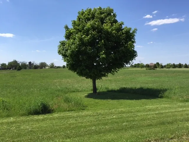 a view of a grassy field