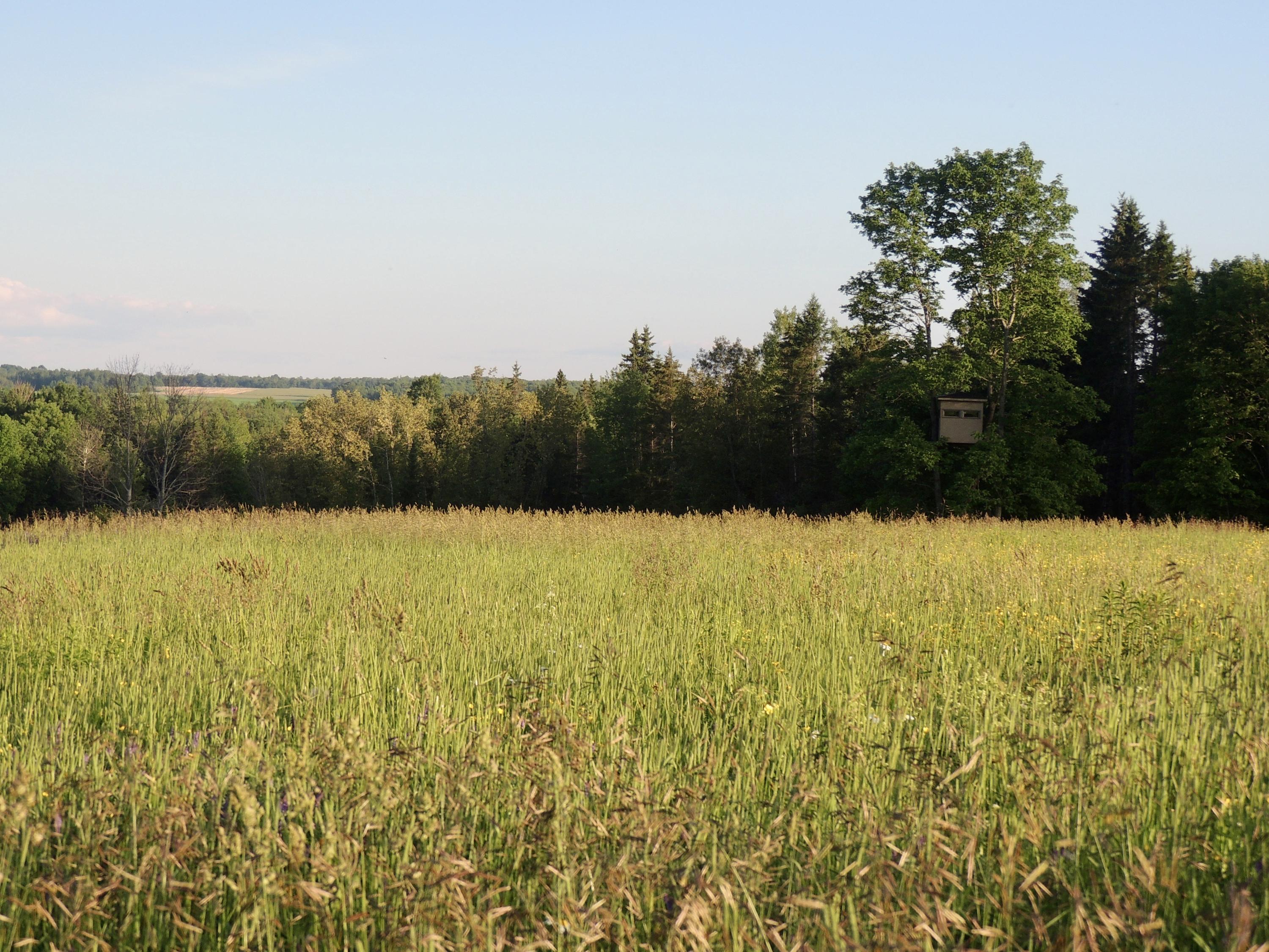 Map7-lot7 West Chapman Road Mapleton, ME 04757 - Photo 15 of 35 fullsizeoutput_ca