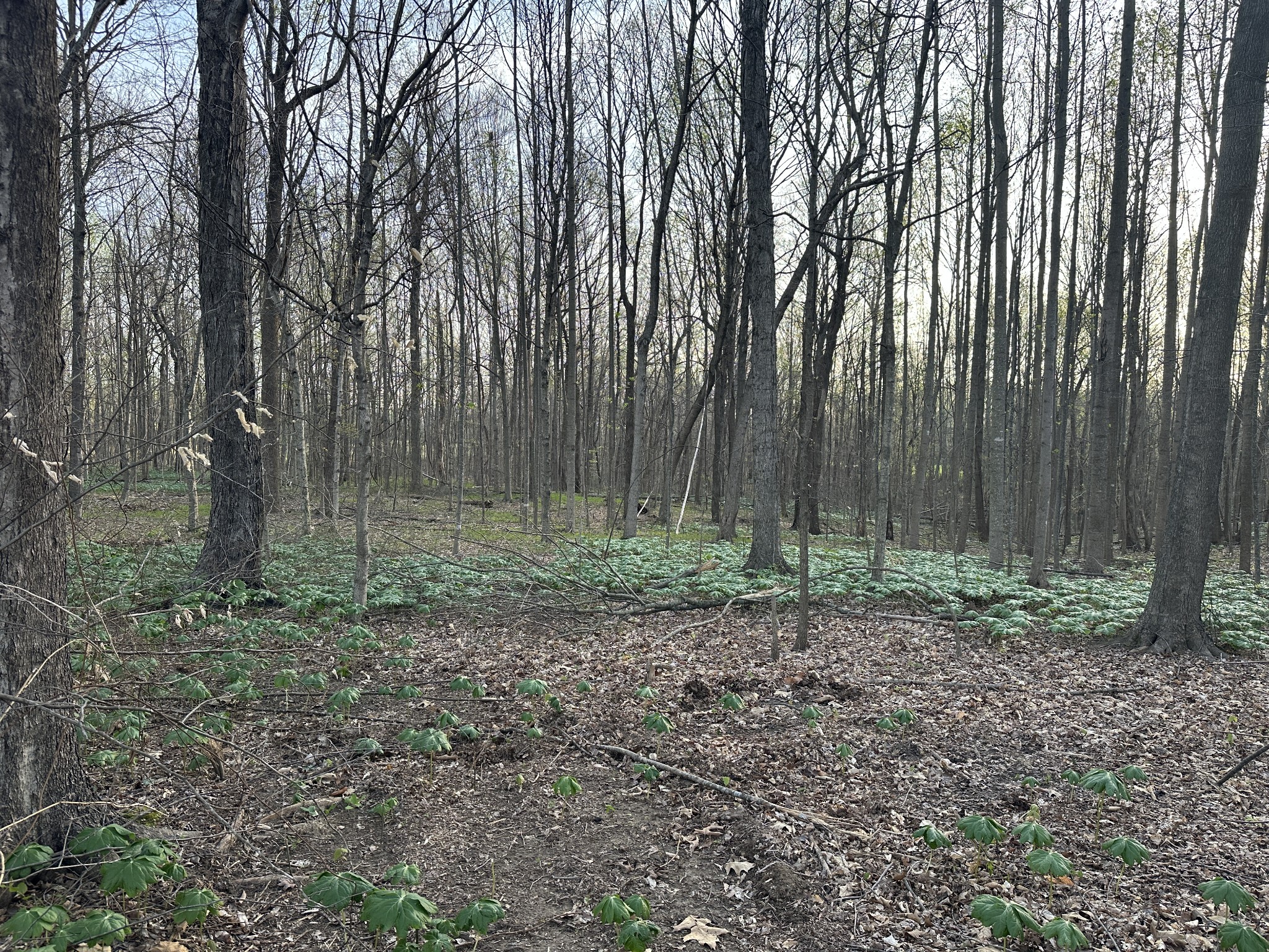 2141 Highway 259 Portland, TN 37148 - Photo 12 of 22 a view of outdoor space with green space