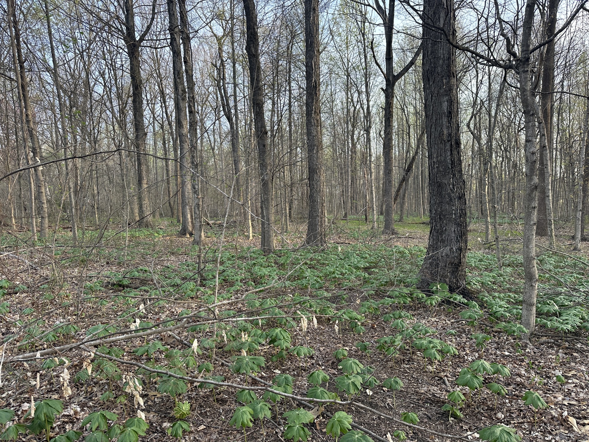 2141 Highway 259 Portland, TN 37148 - Photo 13 of 22 a view of outdoor space and green space