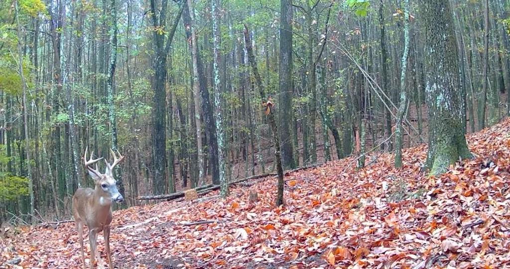 159 Moores Ferry Road Southwest Plainville, GA 30733 - Photo 40 of 43 a backyard of a house with lots of green space