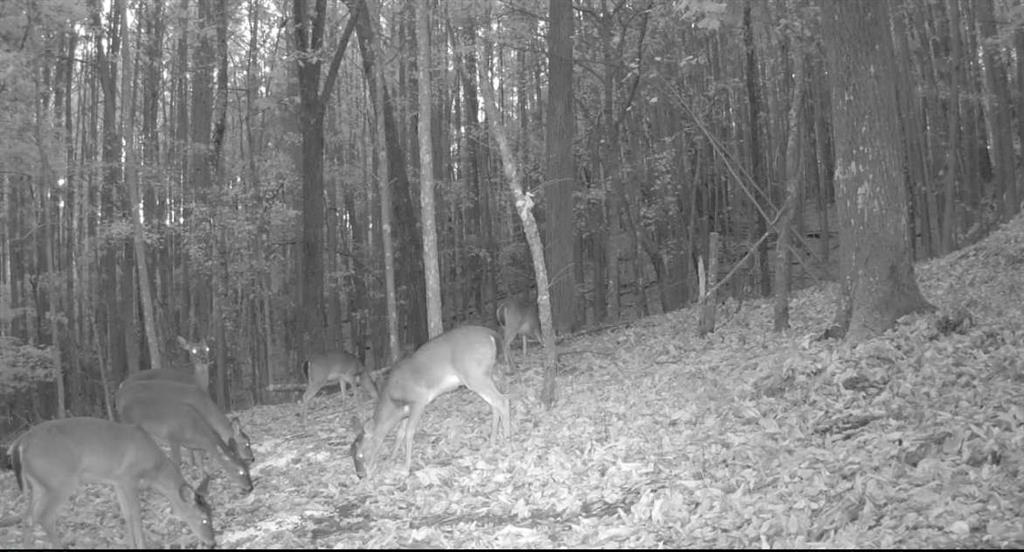 159 Moores Ferry Road Southwest Plainville, GA 30733 - Photo 41 of 43 a view of a dry yard with wooden fence