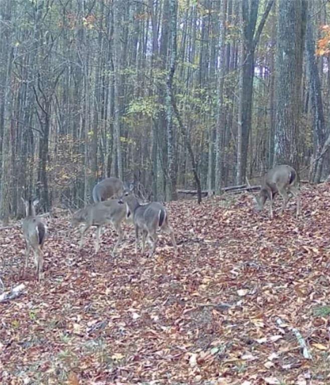 159 Moores Ferry Road Southwest Plainville, GA 30733 - Photo 42 of 43 a view of a backyard of the area