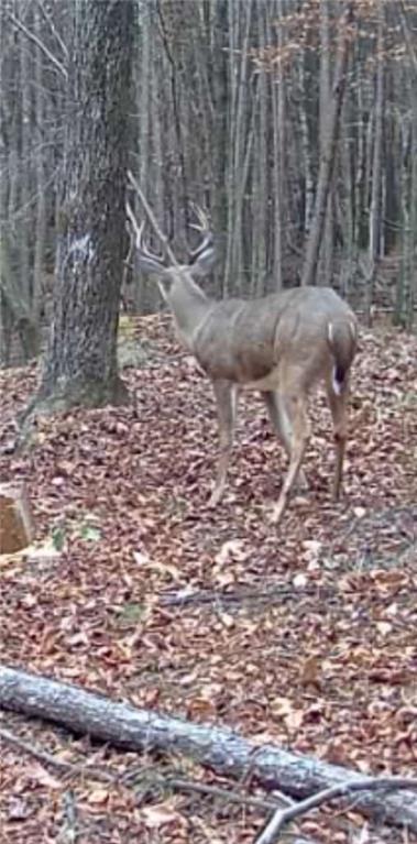 159 Moores Ferry Road Southwest Plainville, GA 30733 - Photo 43 of 43