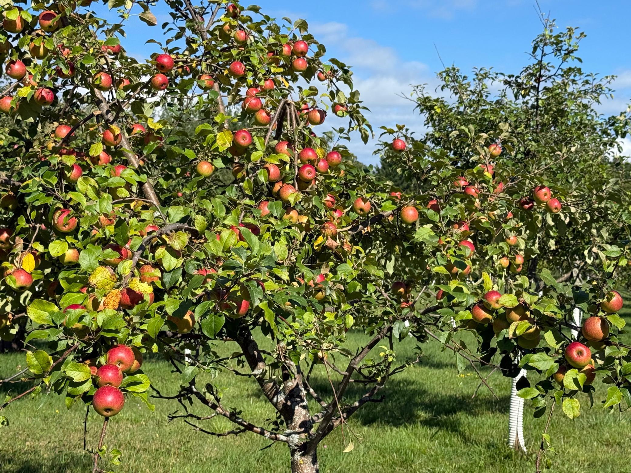 12558 West Twin Lake Road Hayward, WI 54843 - Photo 67 of 84