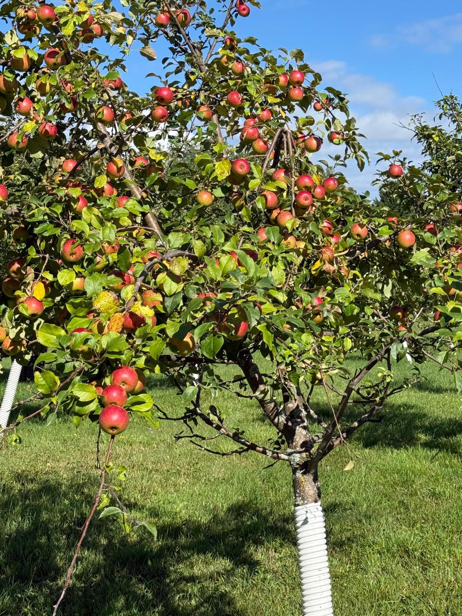 12558 West Twin Lake Road Hayward, WI 54843 - Photo 69 of 84