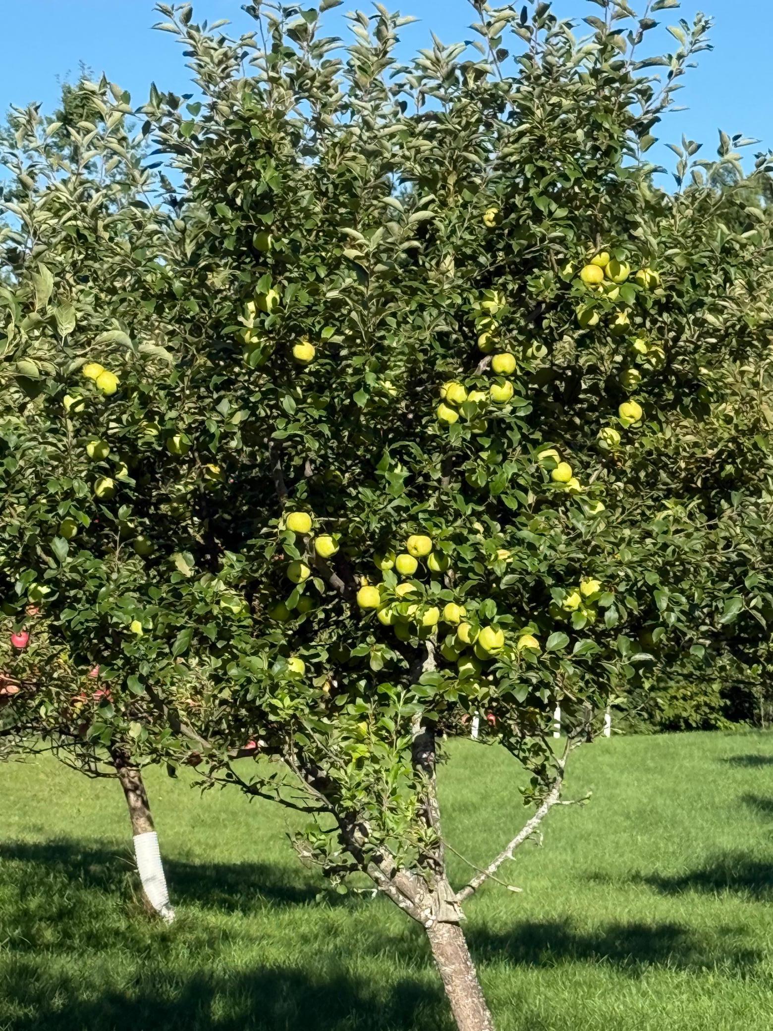 12558 West Twin Lake Road Hayward, WI 54843 - Photo 70 of 84