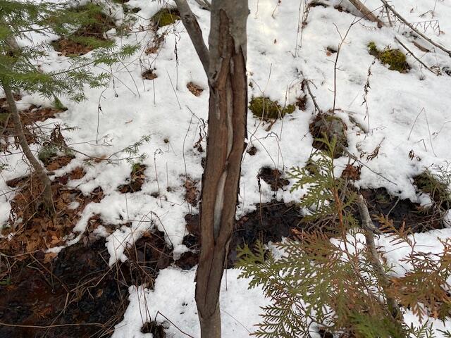 M7-l4 Ward Ridge Road Wellington, ME 04942 - Photo 14 of 14 IMG_8645