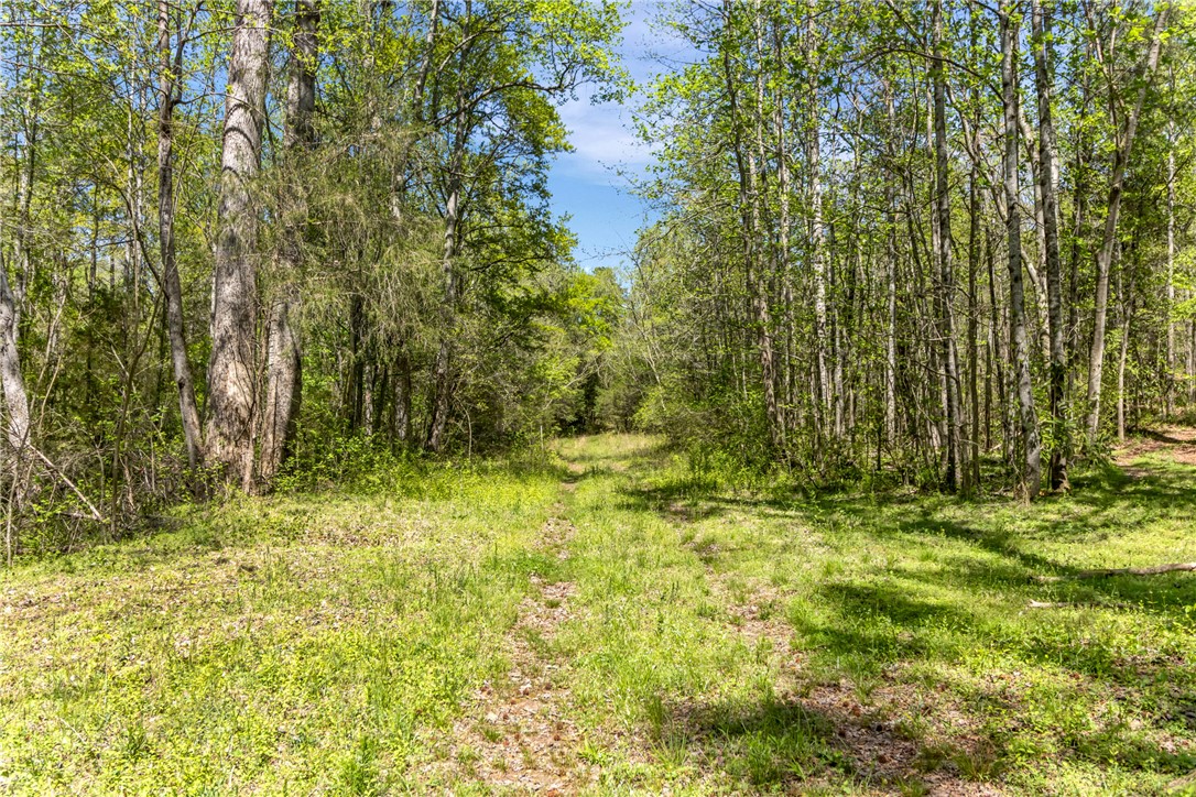 2312 Old Pendleton Road Easley, SC 29642 - Photo 6 of 16 This verdant expanse offers a secluded setting, perfect for your private oasis.