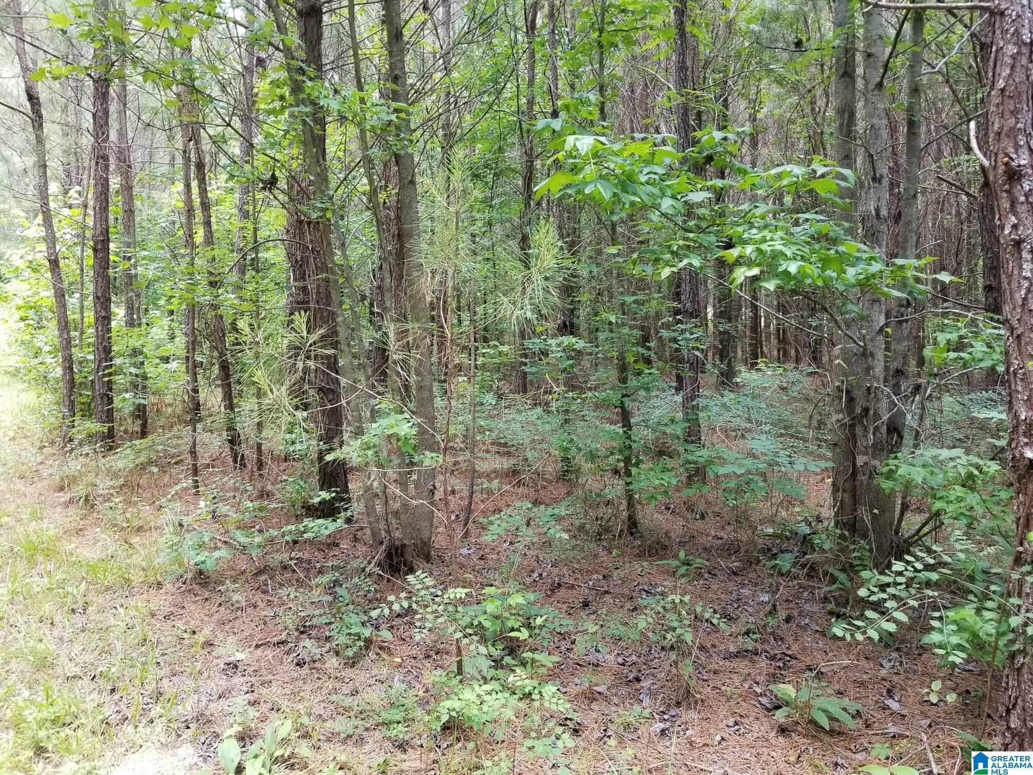 Honeycutt Road Remlap, AL 35133 - Photo 10 of 24
