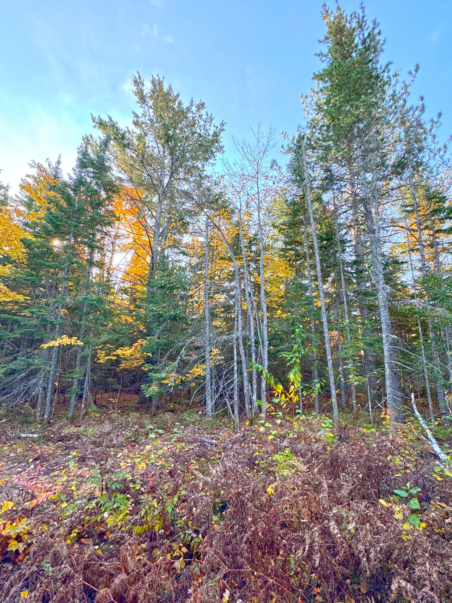14859 North Whitefish Point Road Paradise, MI 49768 - Photo 8 of 14 Gallery Image 8
