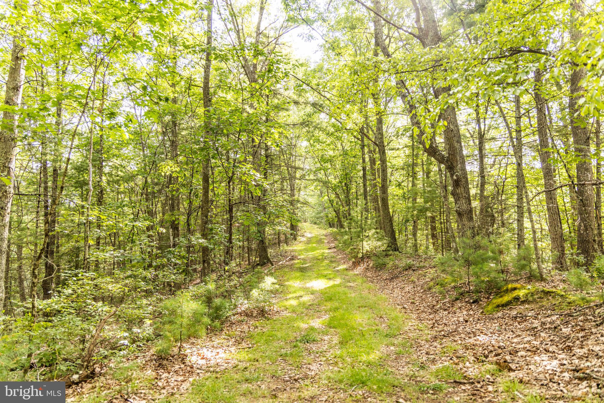 975 Lambs Run Road Arbovale, WV 24915 - Photo 64 of 77