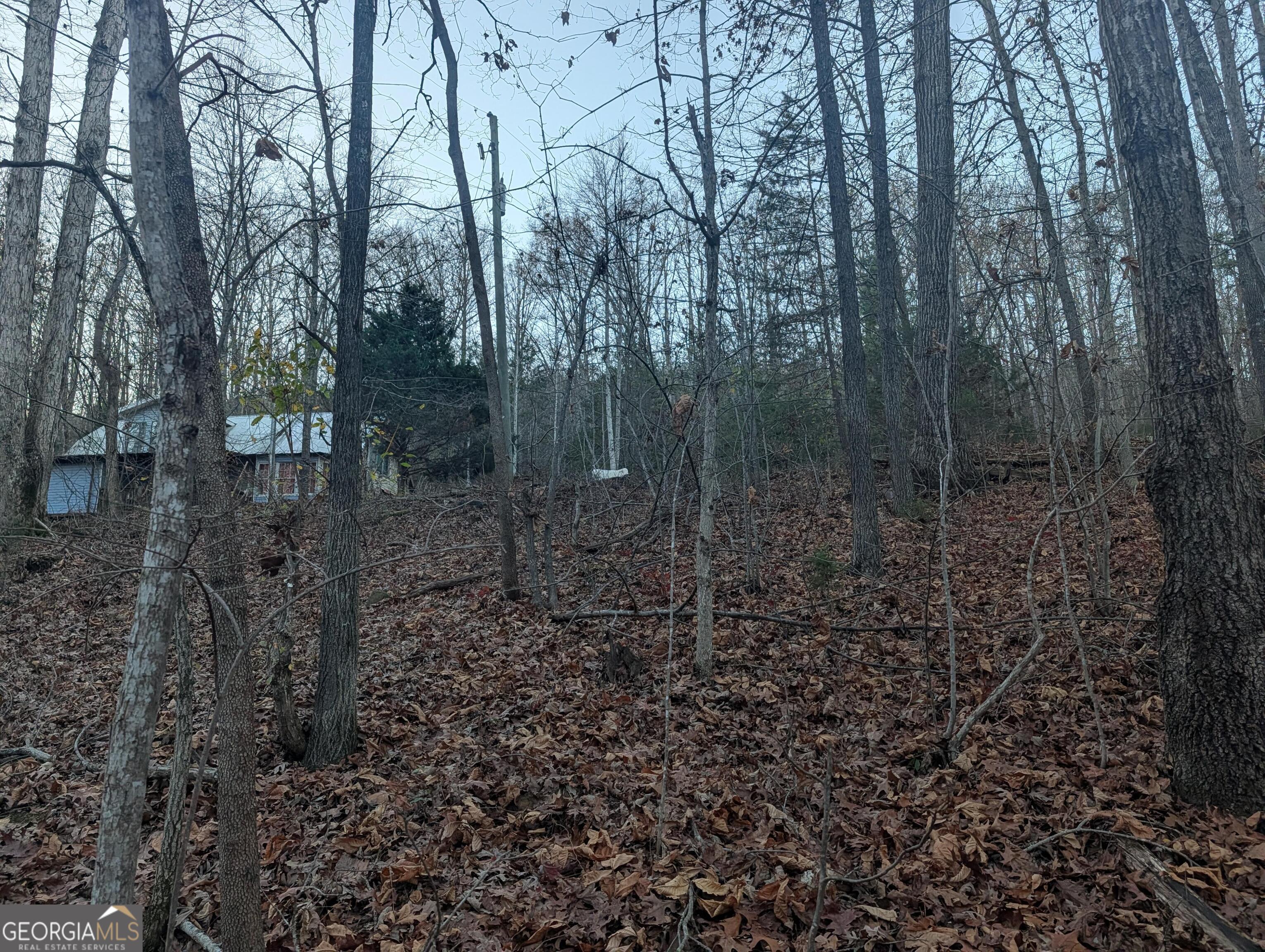 0 Hicks Hollow Road Trenton, GA 30752 - Photo 5 of 17 a view of a forest that has large trees