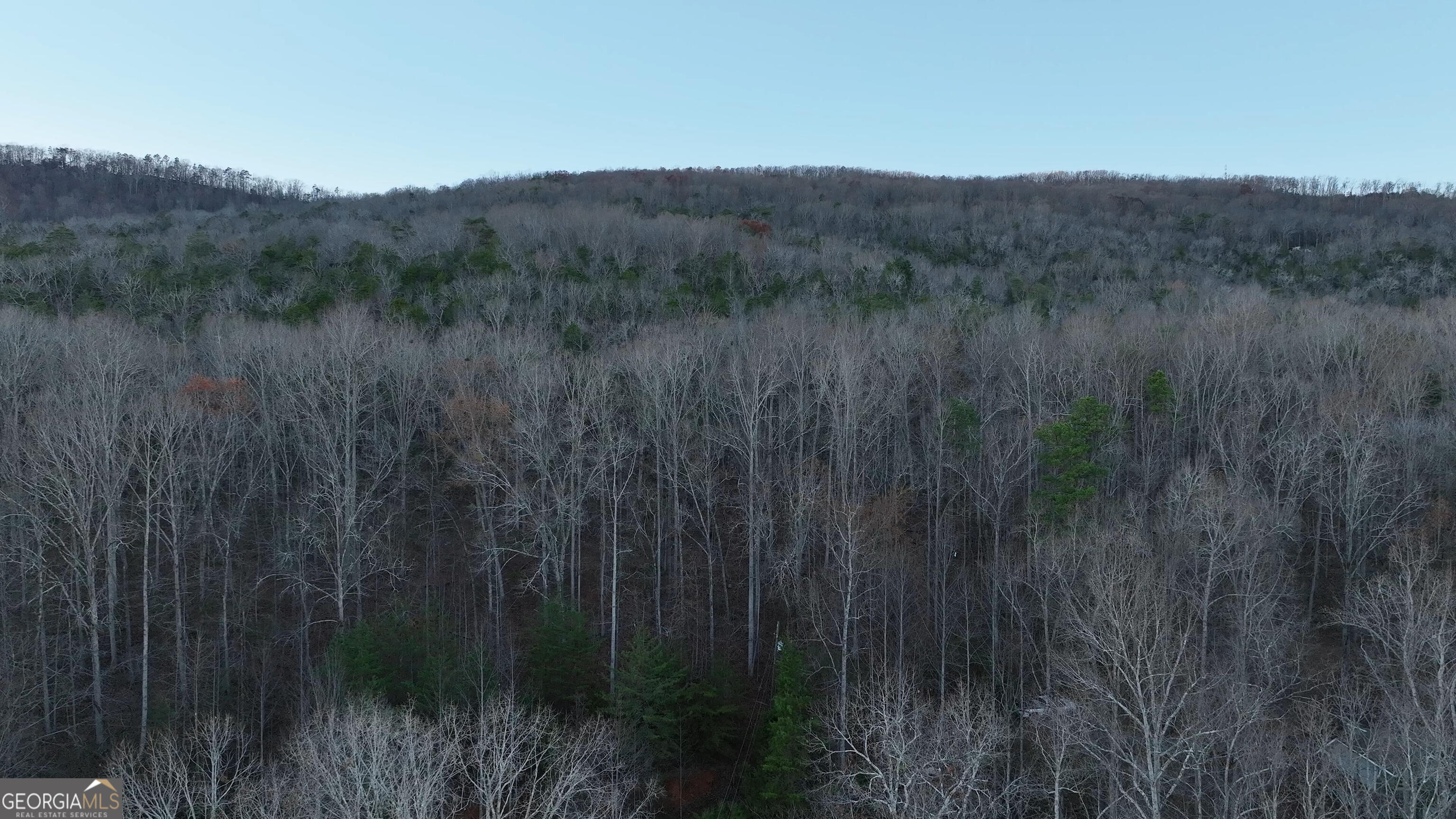0 Hicks Hollow Road Trenton, GA 30752 - Photo 7 of 17 a view of a lush green forest with trees in the background