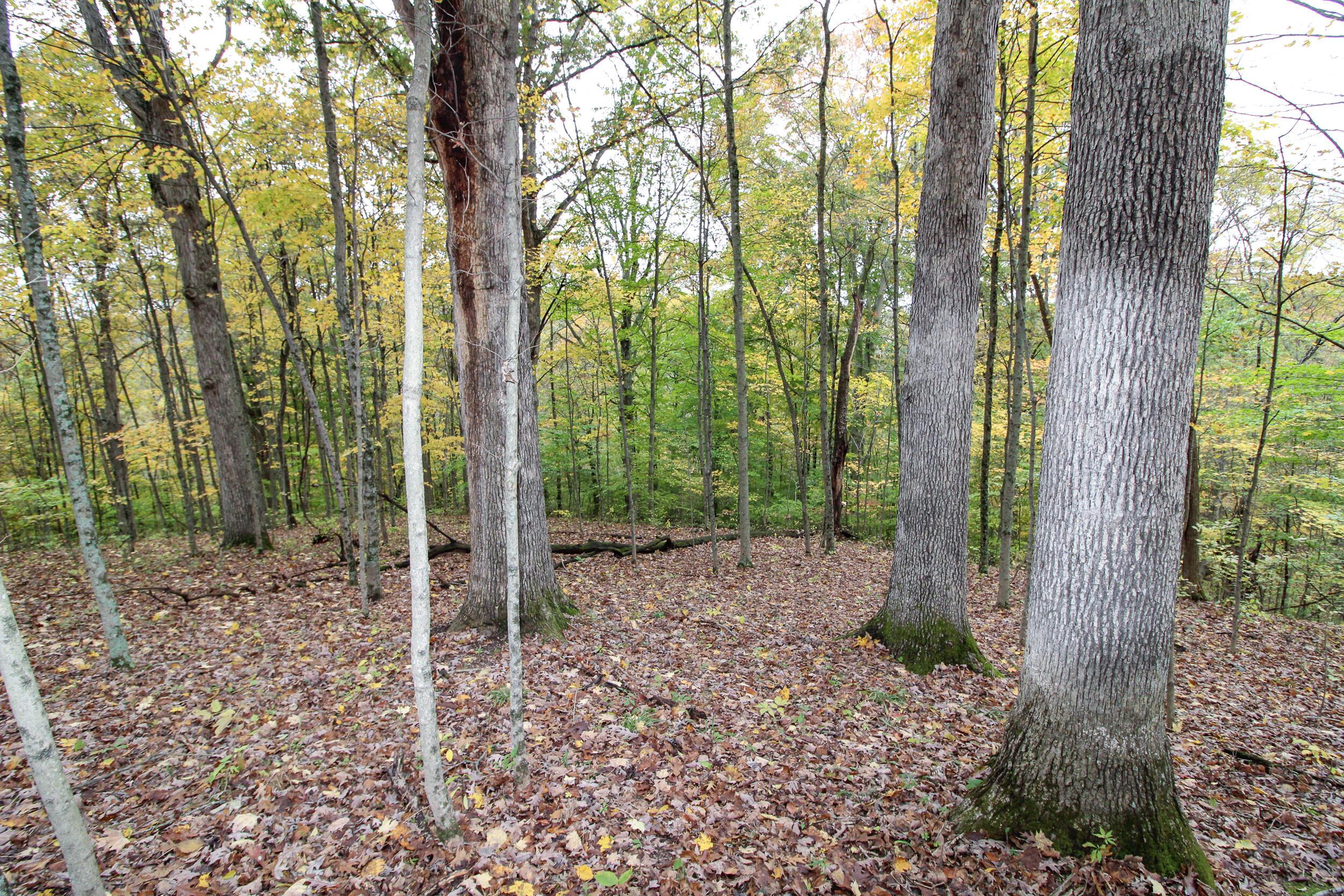 0 Lightner Ridge Road Stockport, OH 43787 - Photo 11 of 43 Gallery Image 11