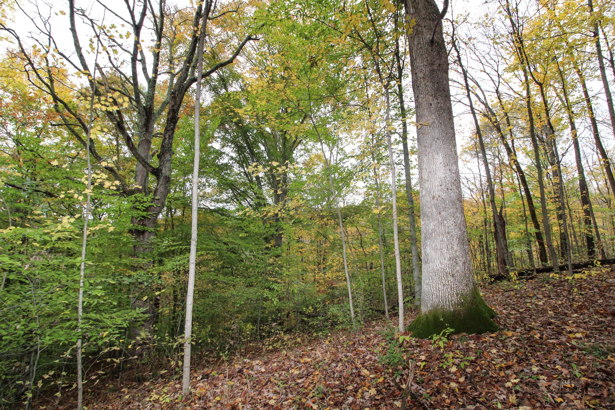 0 Lightner Ridge Road Stockport, OH 43787 - Photo 12 of 43 Gallery Image 12